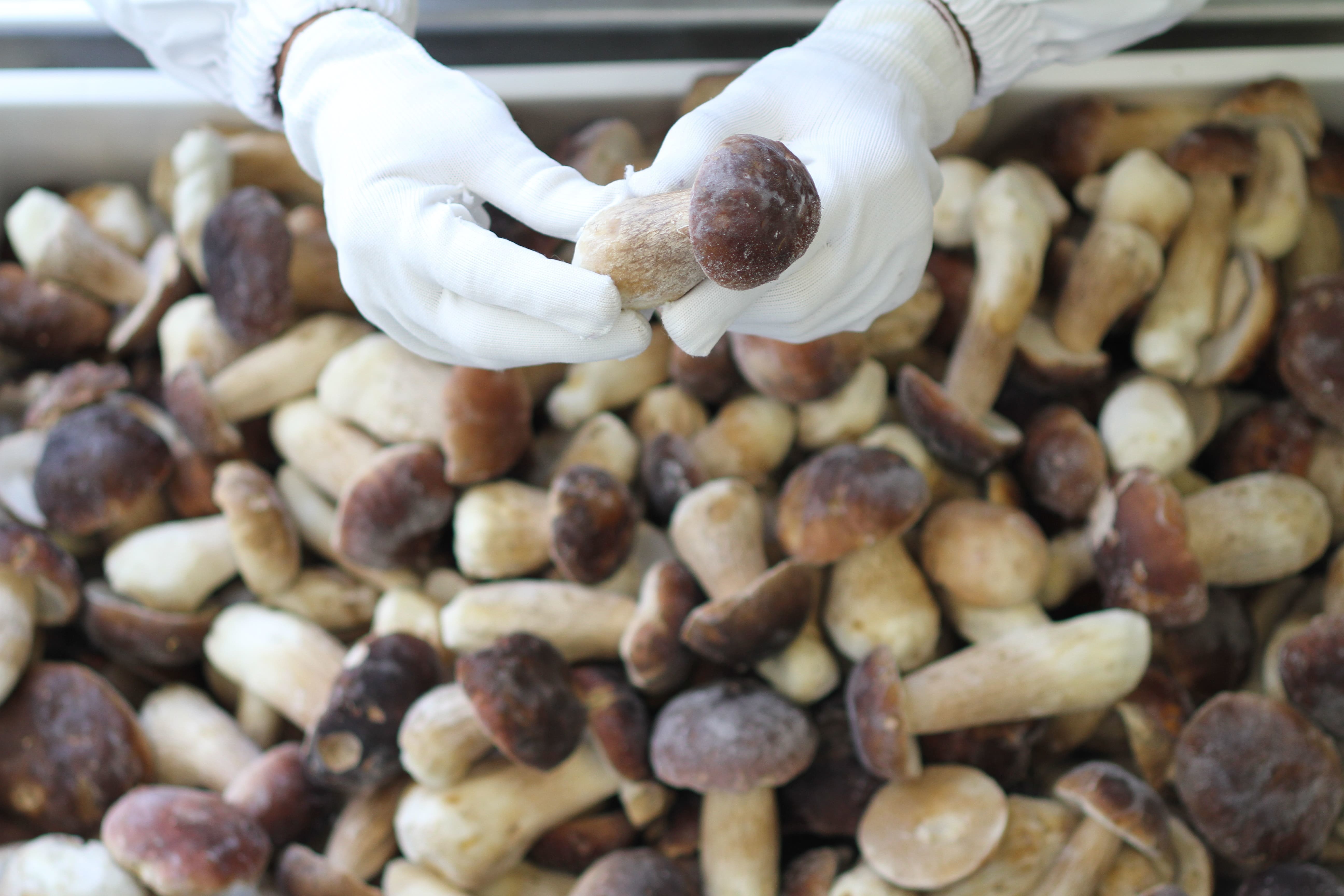 Dried and frozen mushrooms, frozen herbs and berries of first quality